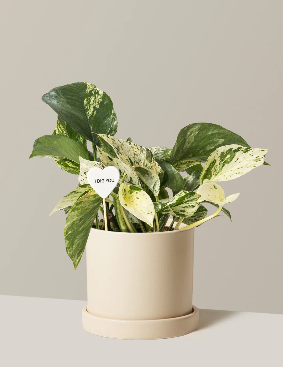 I Dig You Pothos Marble Queen - Image 4