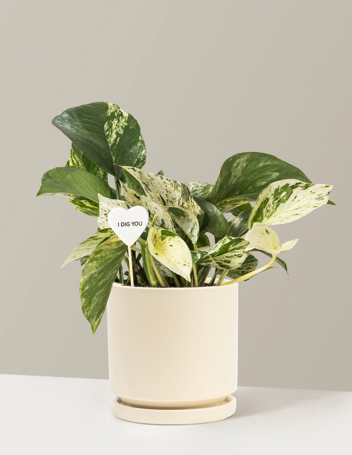 I Dig You Pothos Marble Queen - Image 6