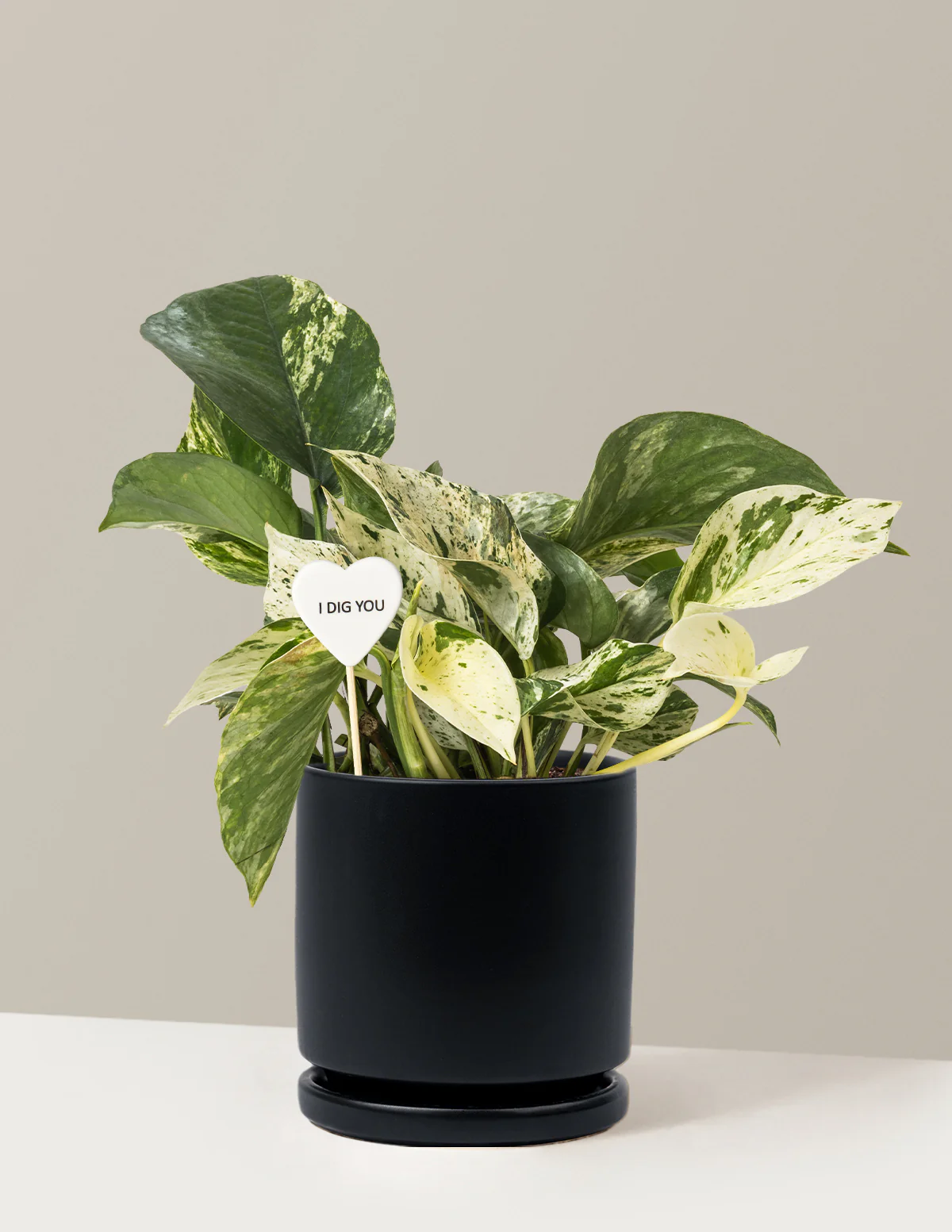 I Dig You Pothos Marble Queen - Image 7