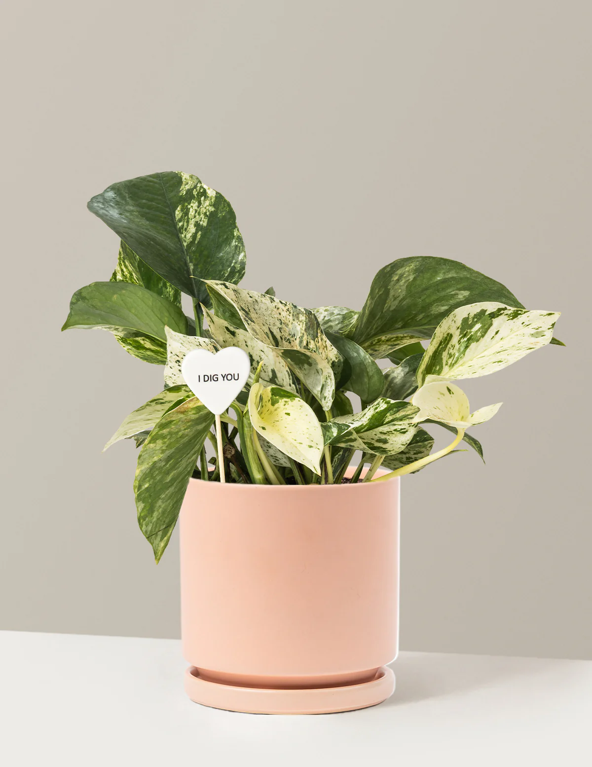 I Dig You Pothos Marble Queen - Image 8