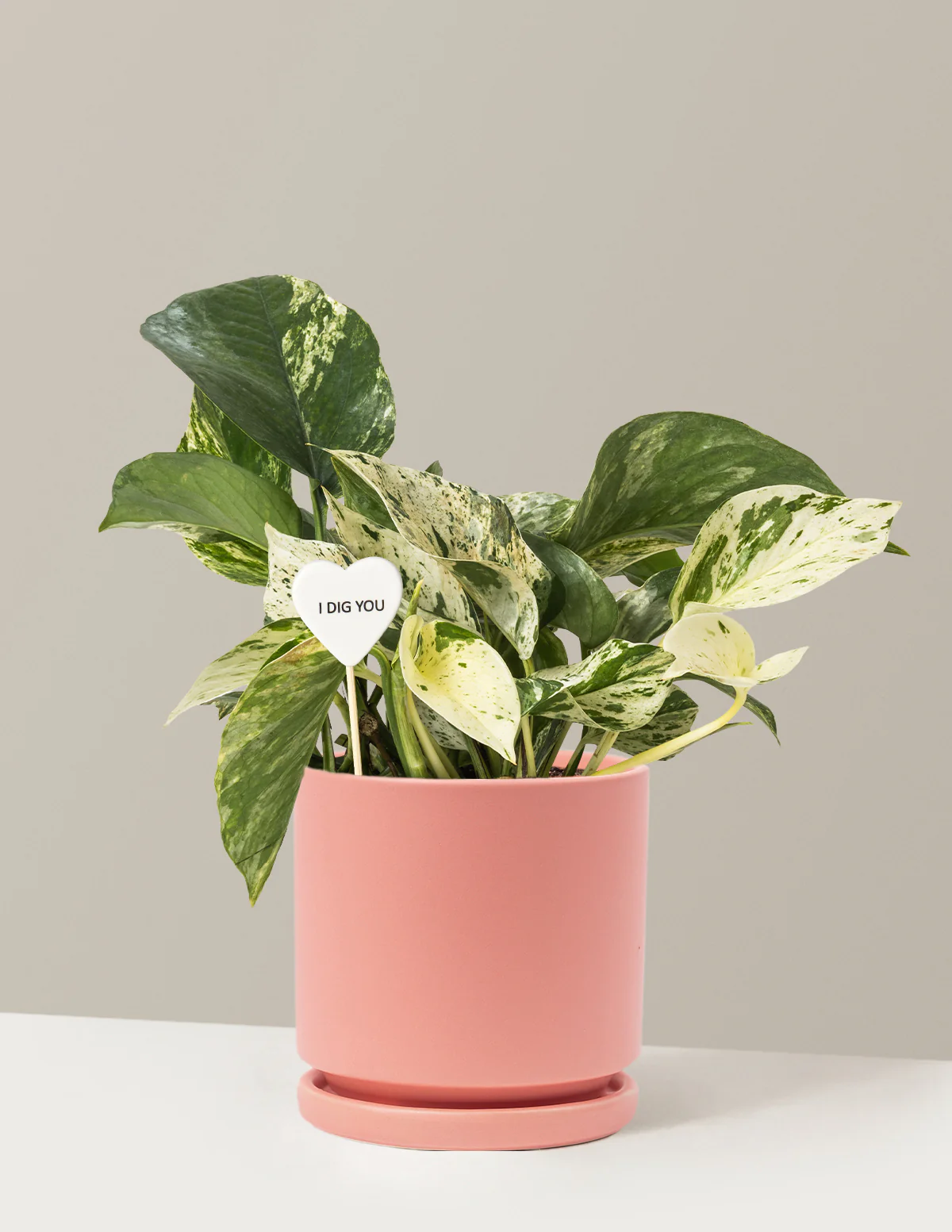 I Dig You Pothos Marble Queen - Image 9