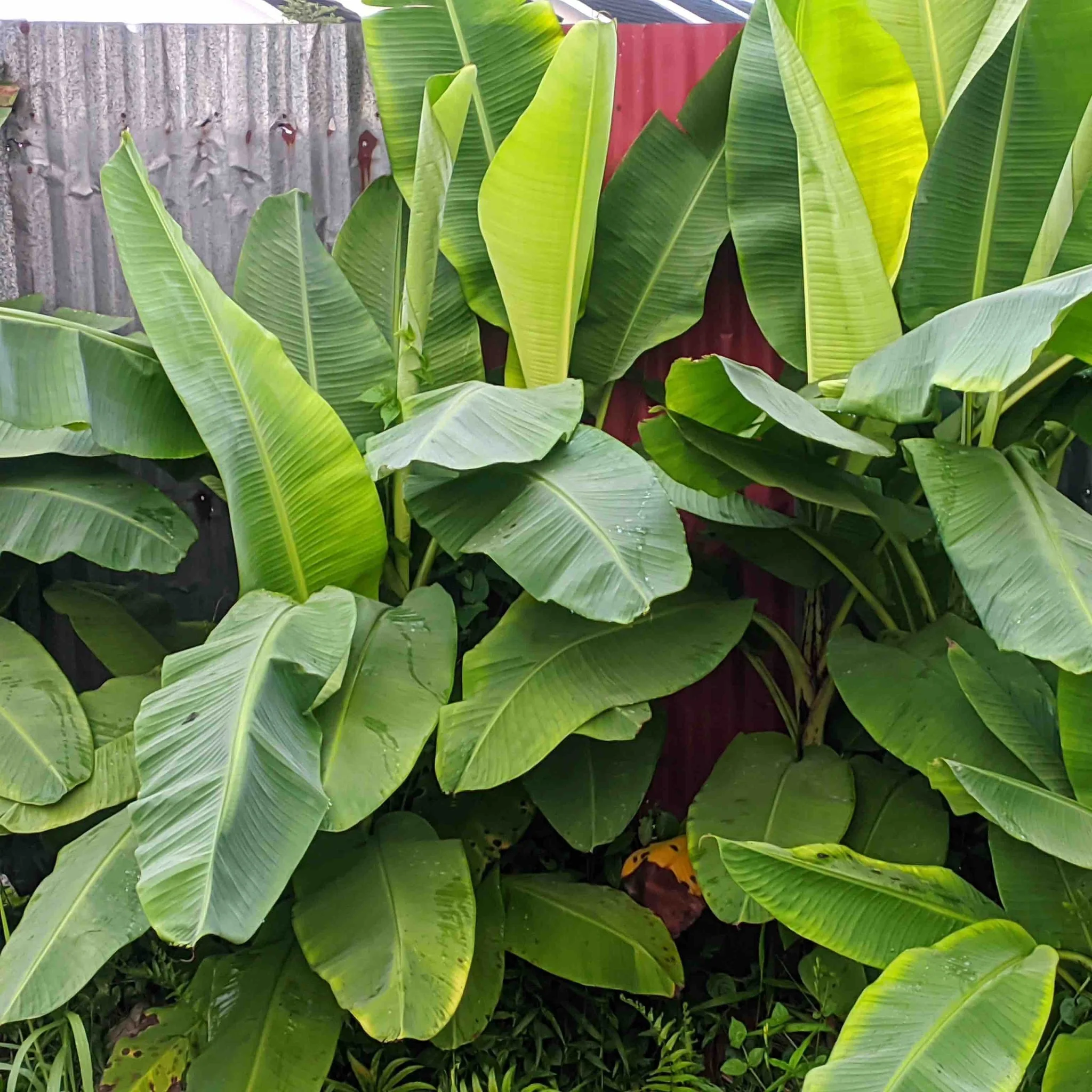 Ice Cream Banana Tree - Image 3