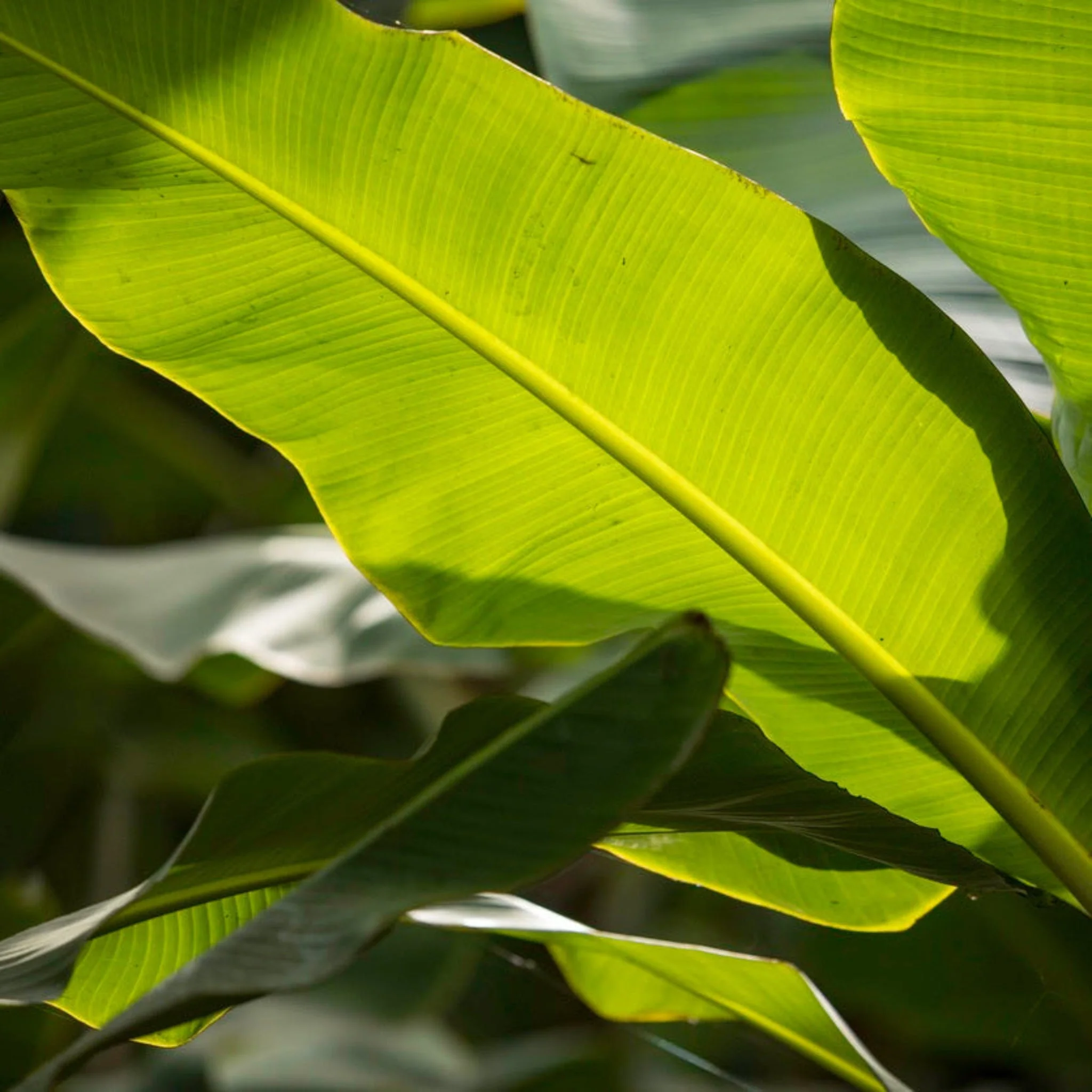 Ice Cream Banana Tree - Image 4
