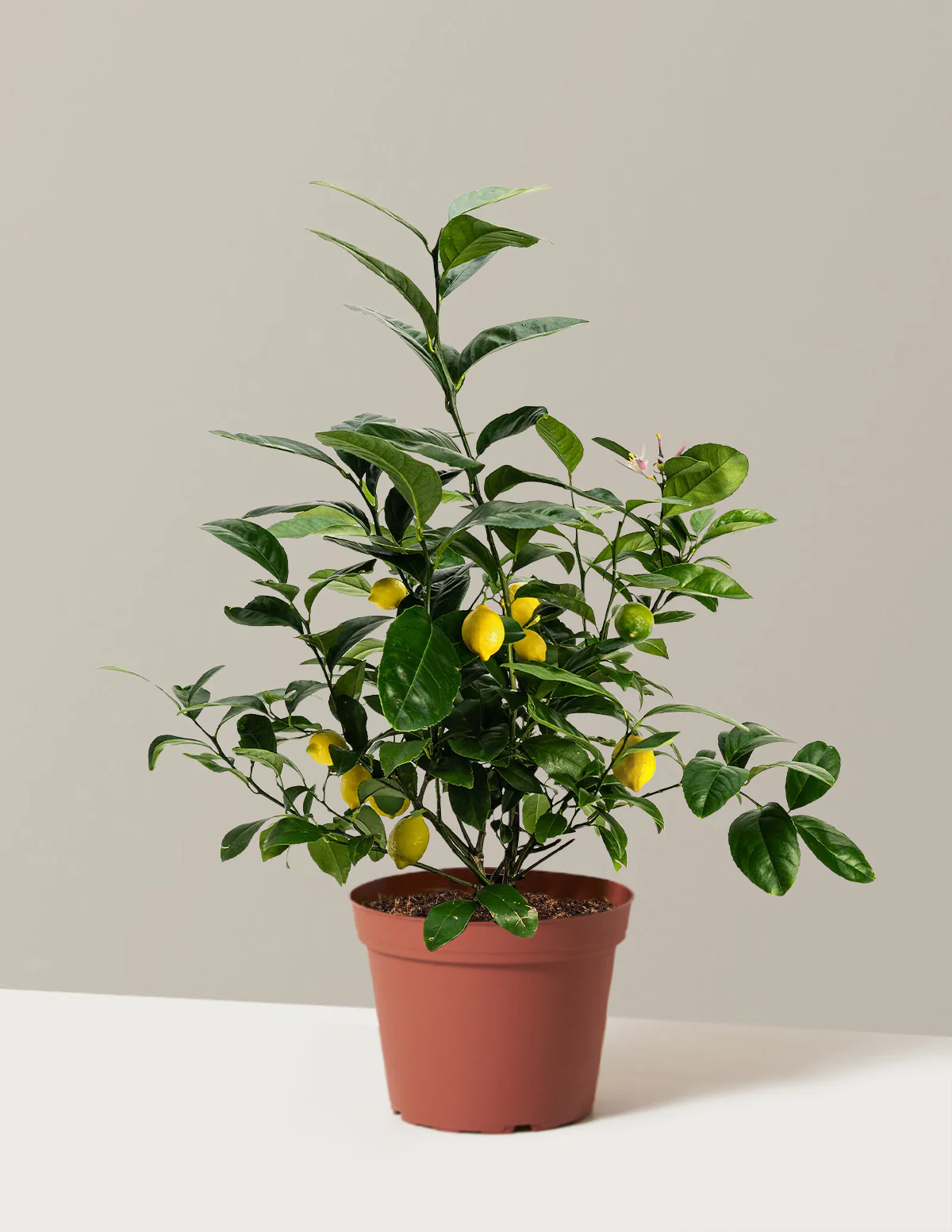 Meyer Lemon - Image 11