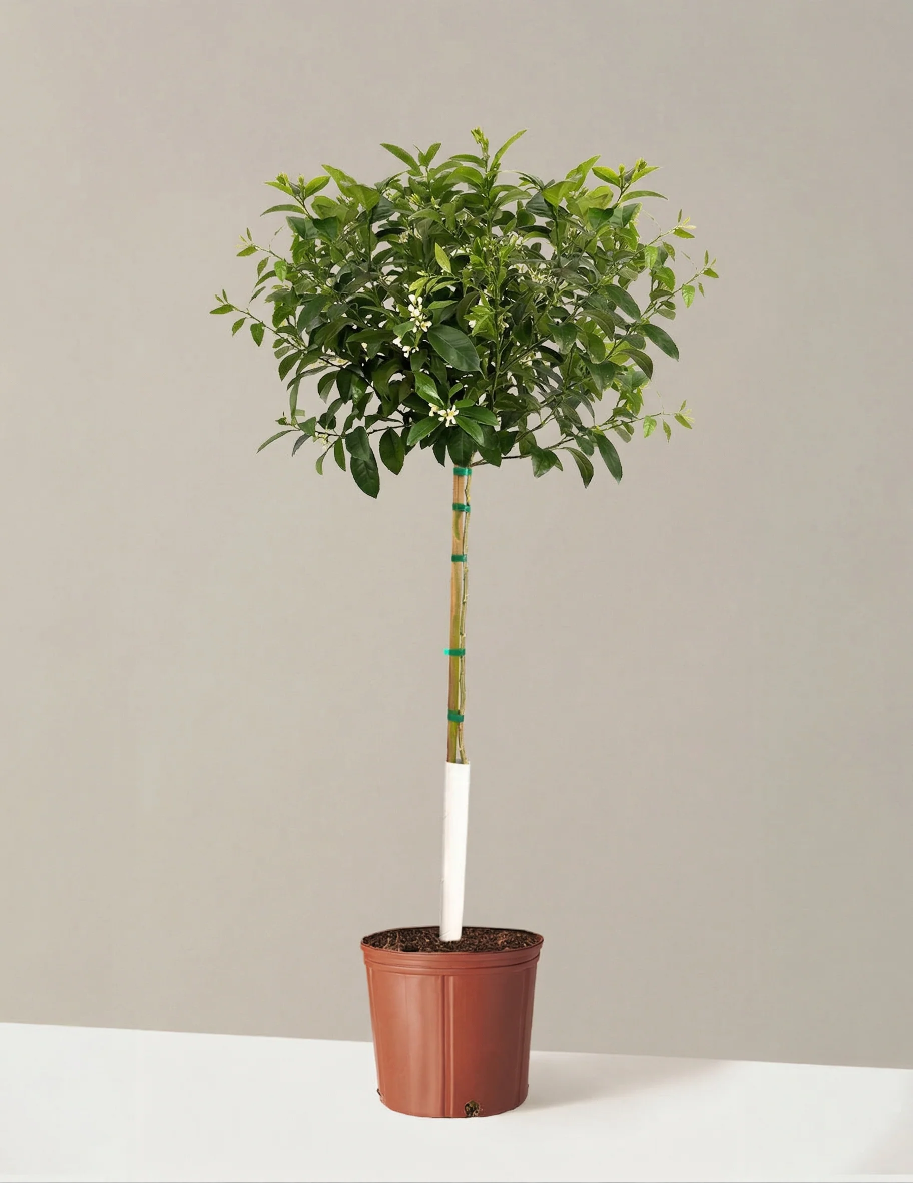 Meyer Lemon - Image 17