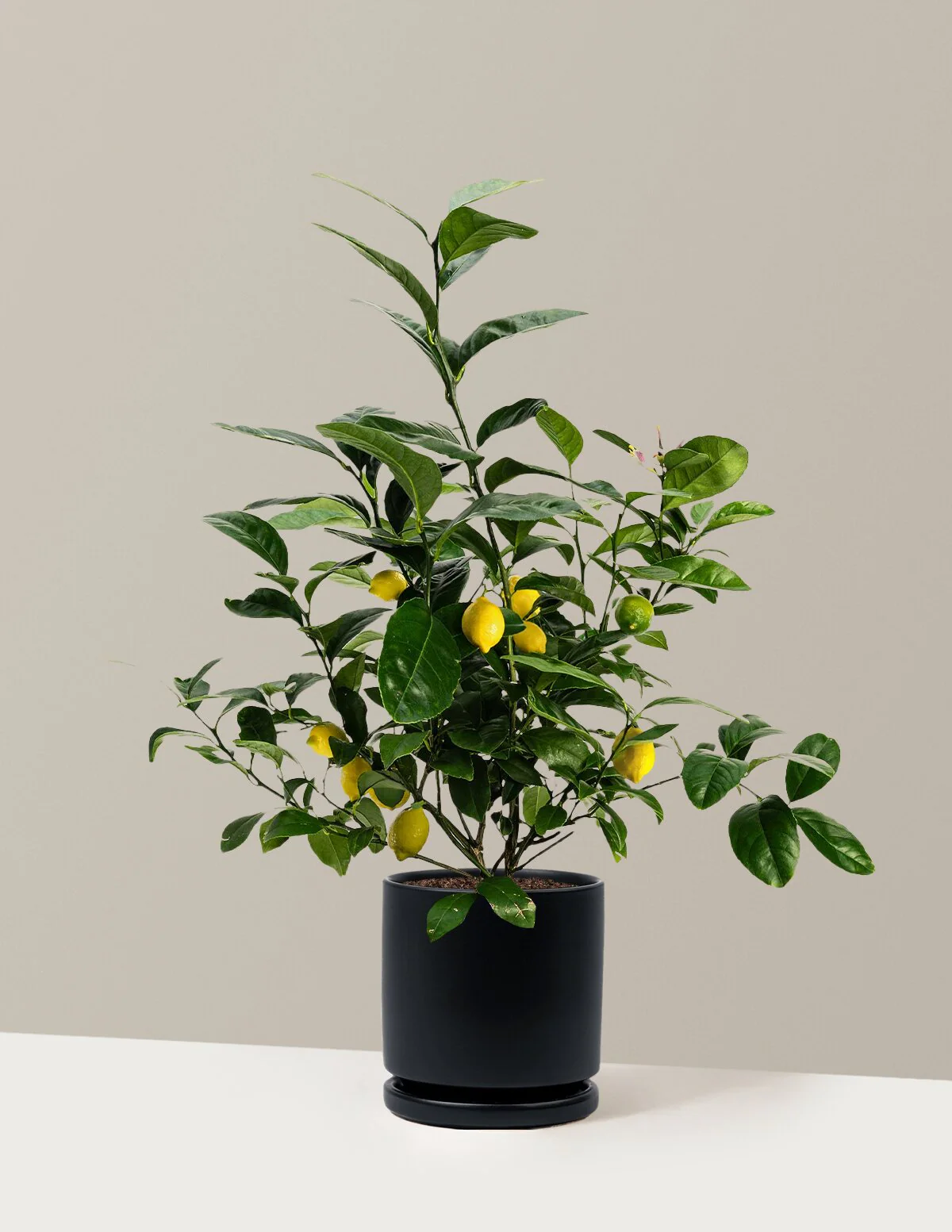 Meyer Lemon - Image 32