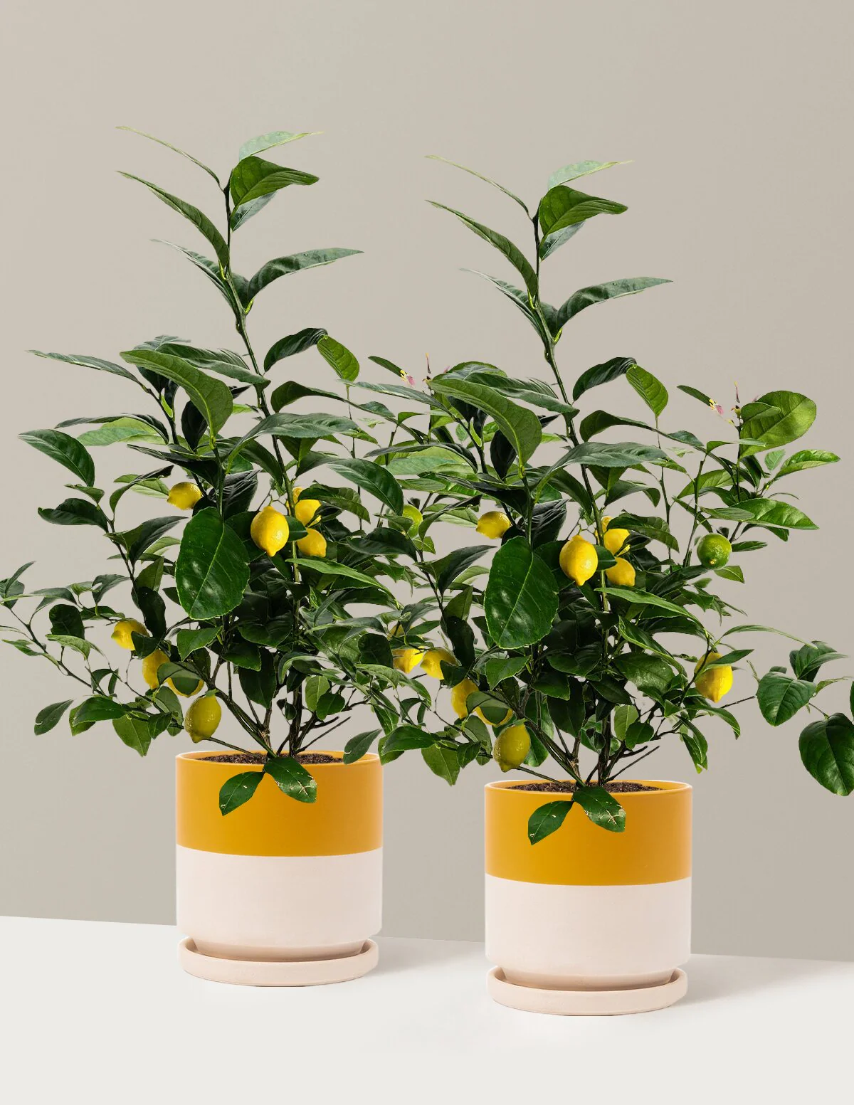 Meyer Lemon - Image 39