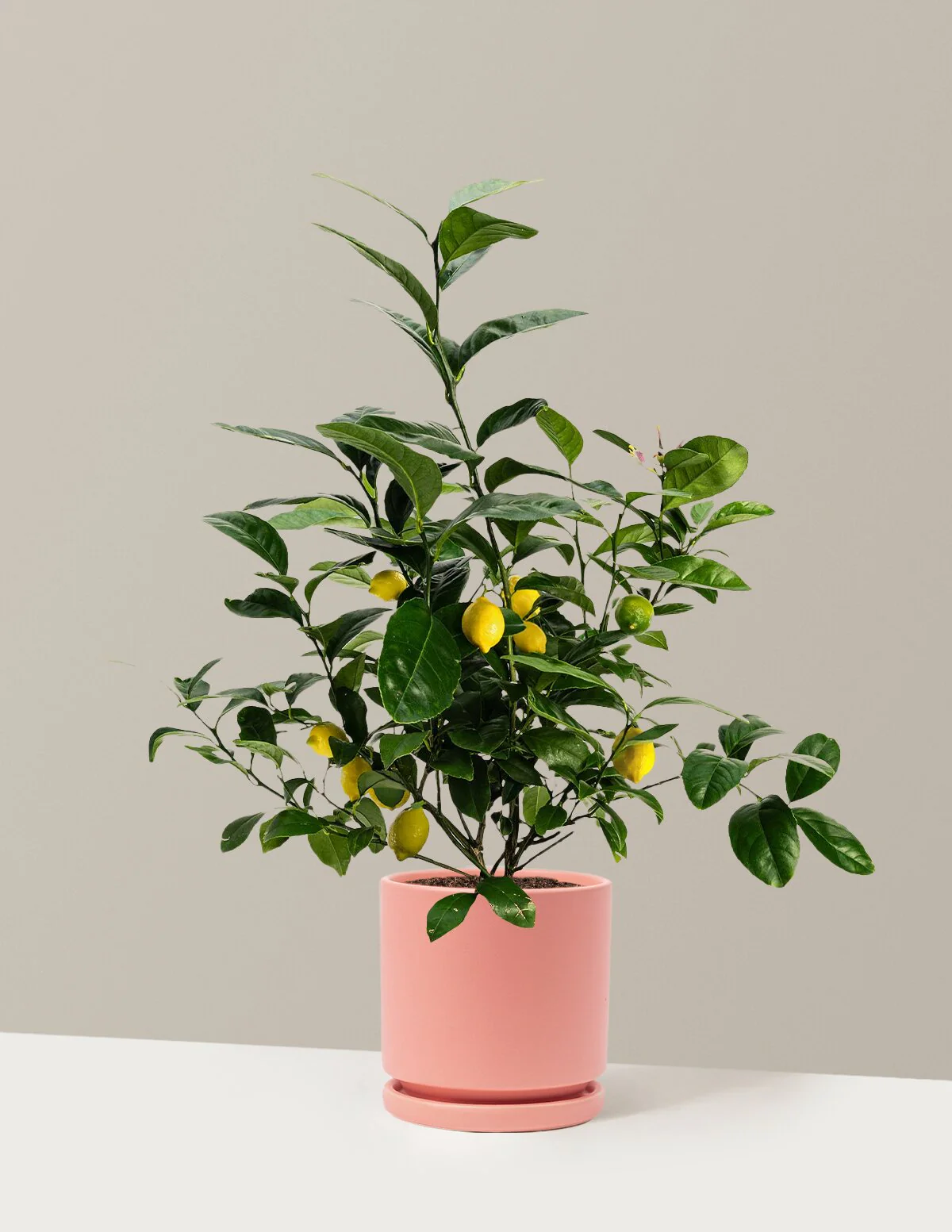 Meyer Lemon - Image 51