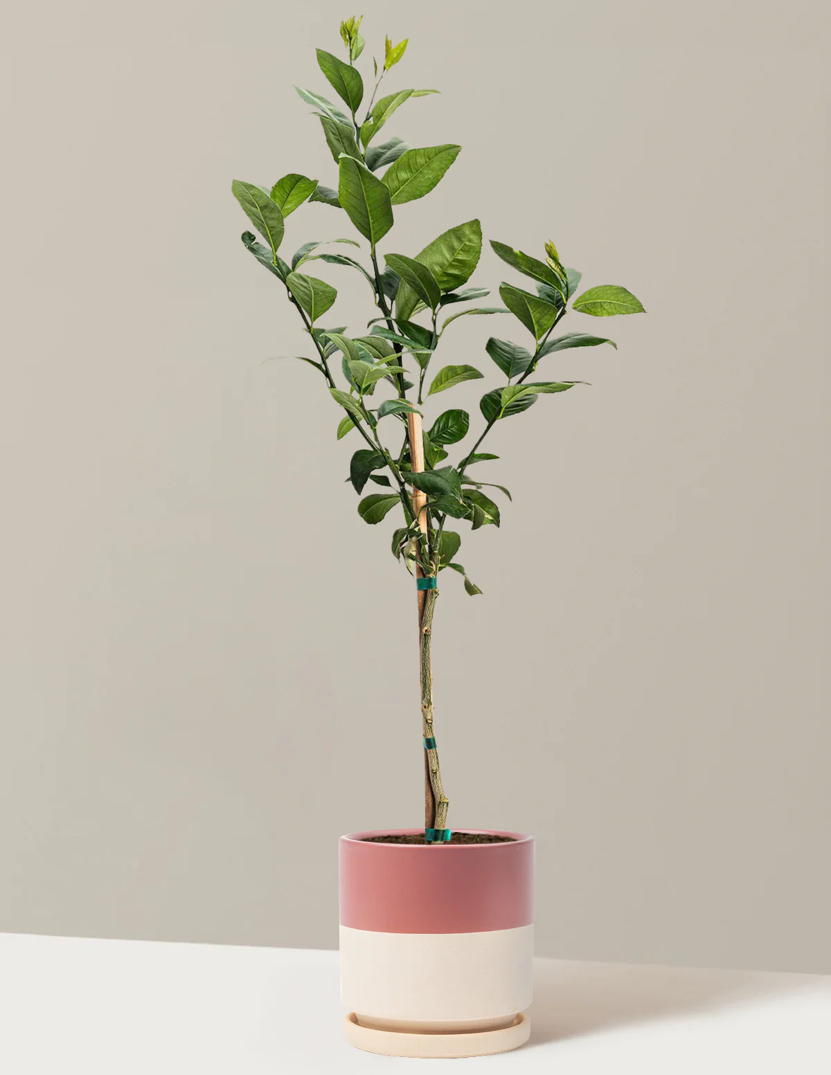 Meyer Lemon Tree - Image 12