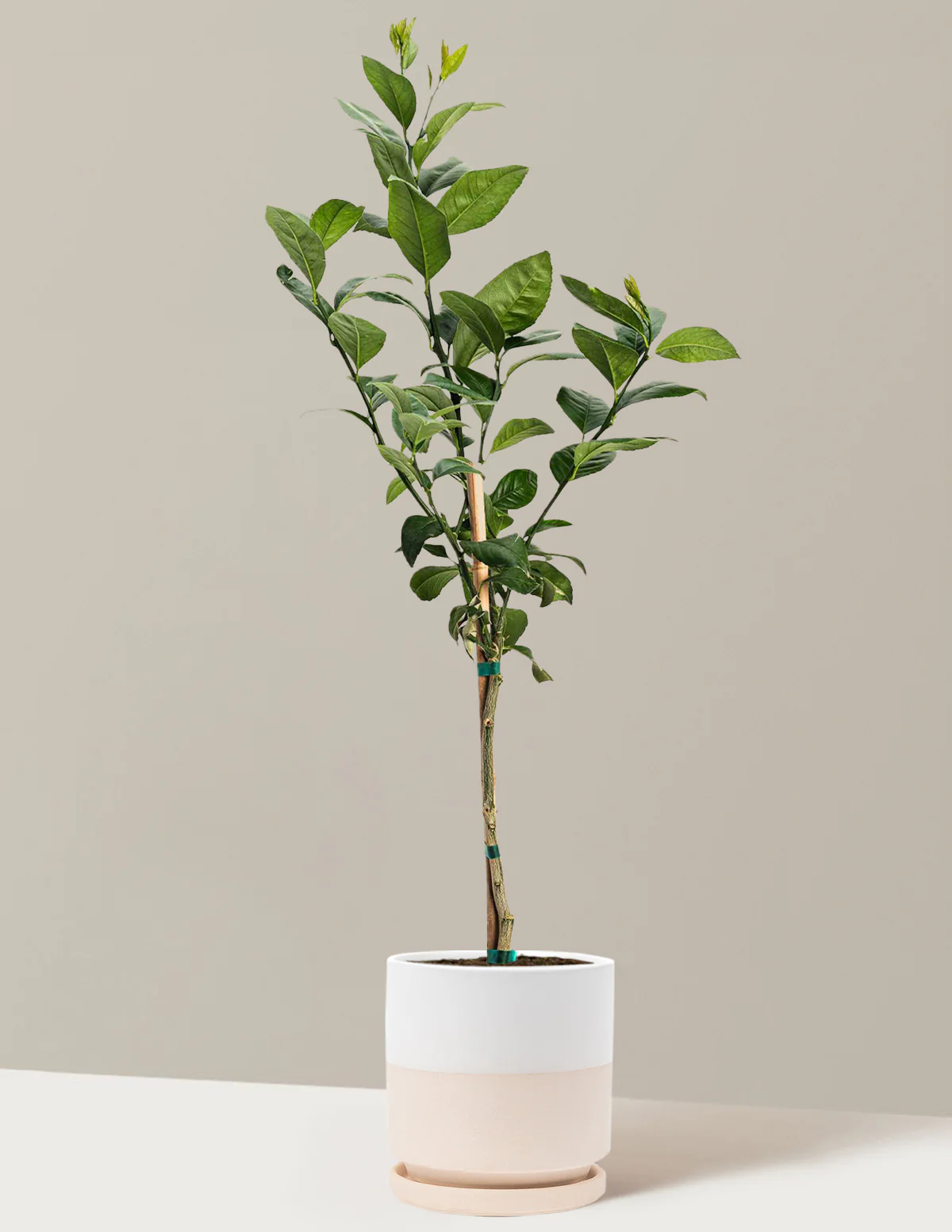 Meyer Lemon Tree - Image 13