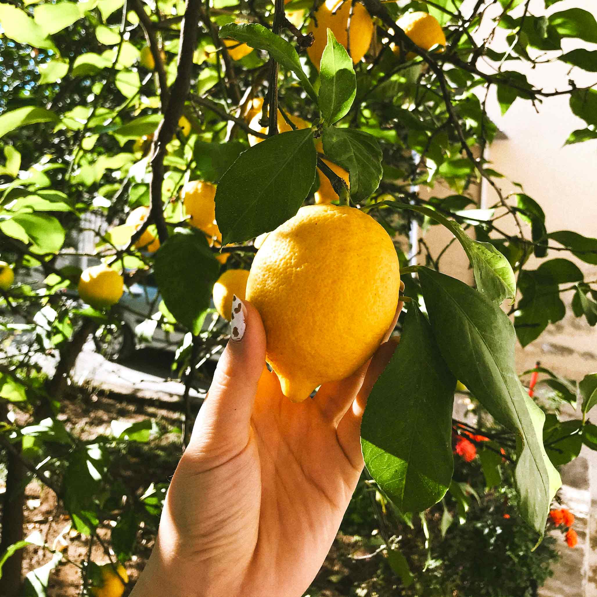 Meyer Lemon Tree - Image 4