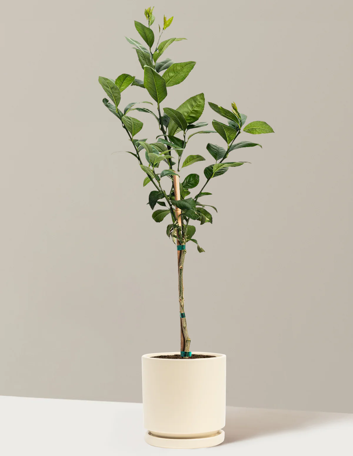 Meyer Lemon Tree - Image 6