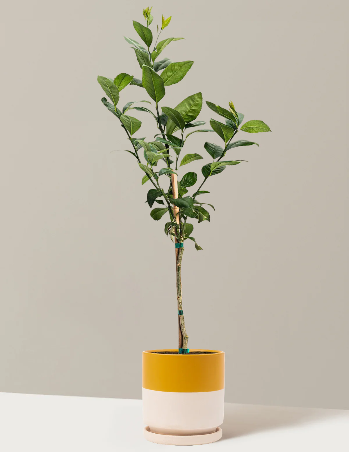 Meyer Lemon Tree - Image 7
