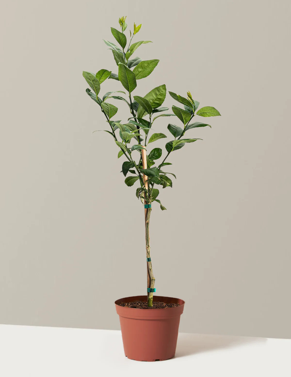 Meyer Lemon Tree - Image 8