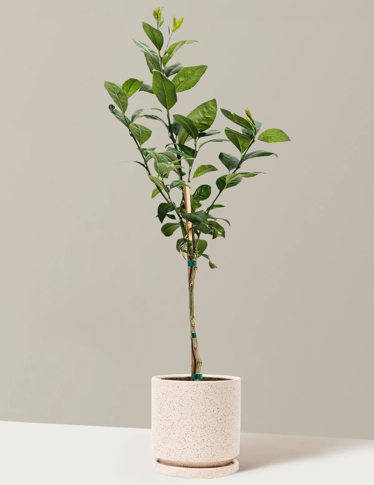 Meyer Lemon Tree - Image 9