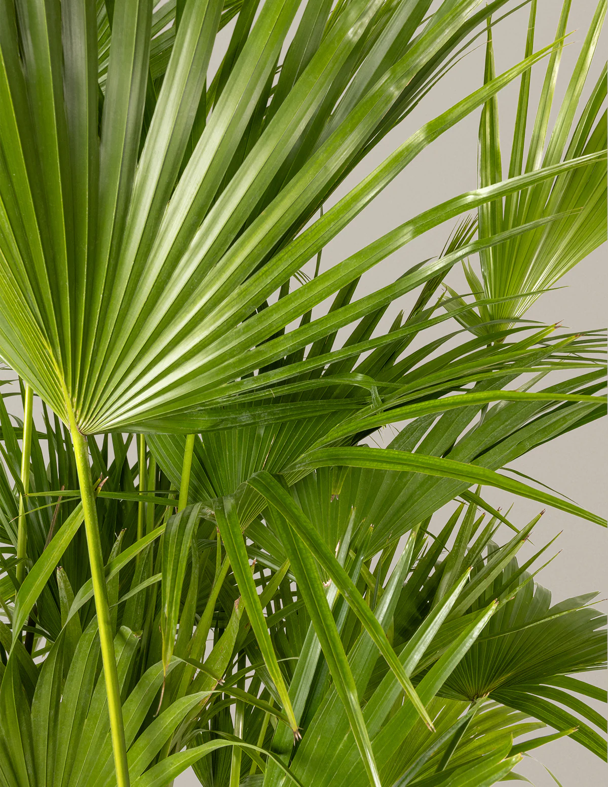 Fan Palm - Image 3