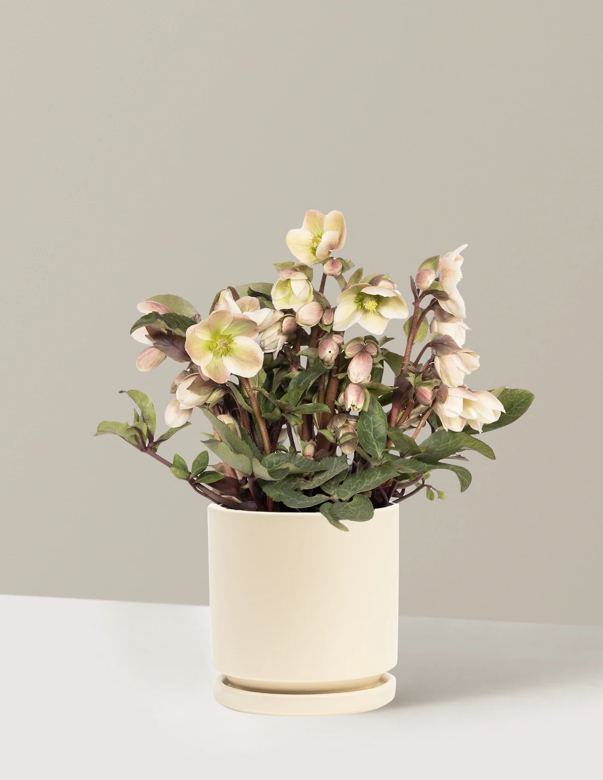 Ivory Prince Hellebore