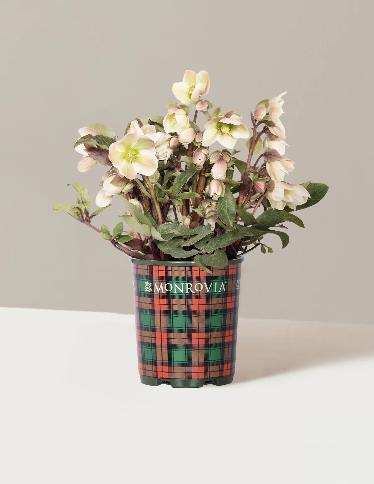 Ivory Prince Hellebore - Image 2