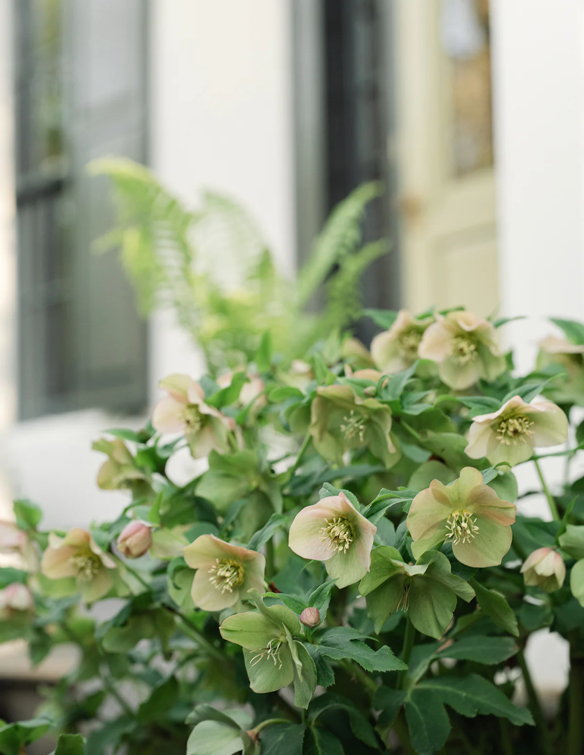 Ivory Prince Hellebore - Image 3