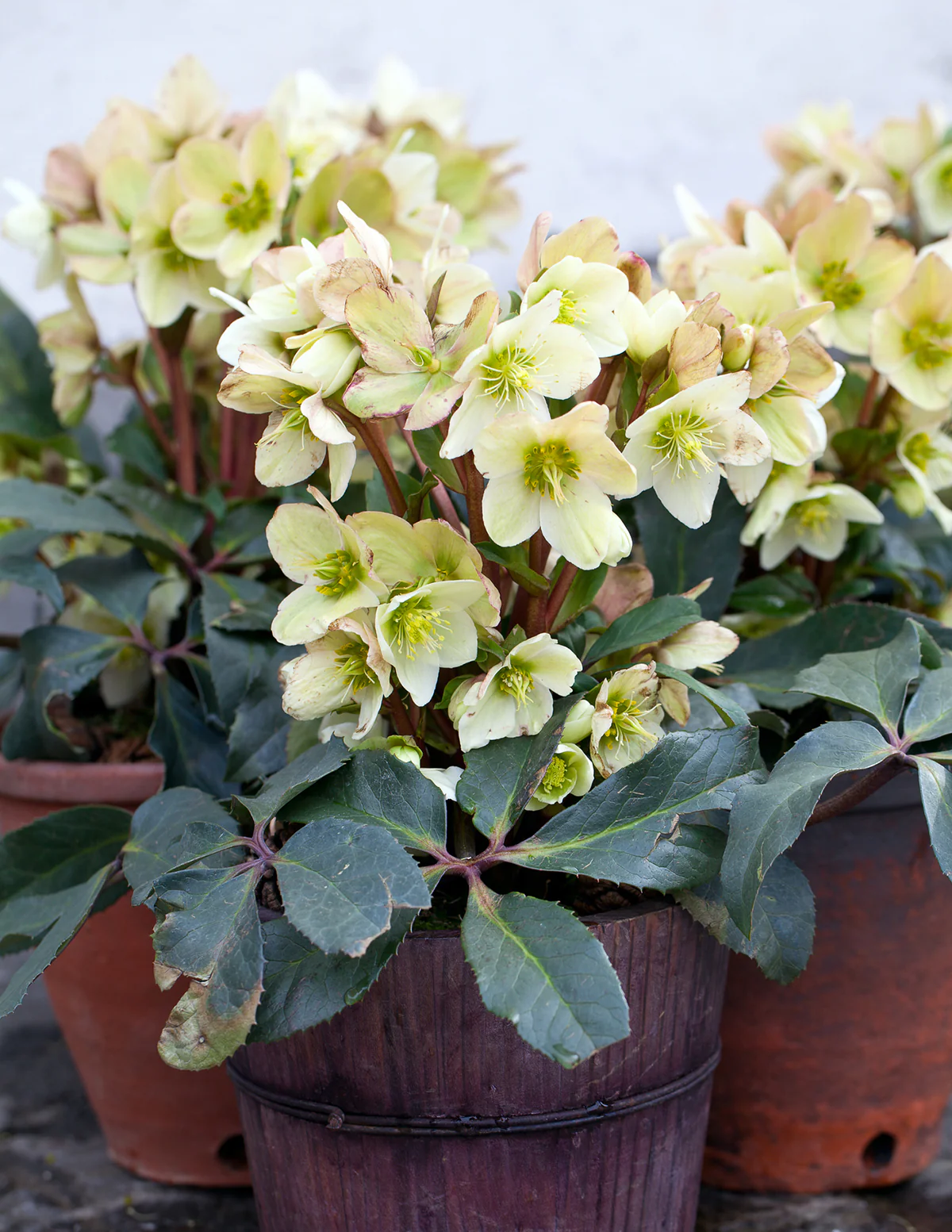 Ivory Prince Hellebore - Image 4