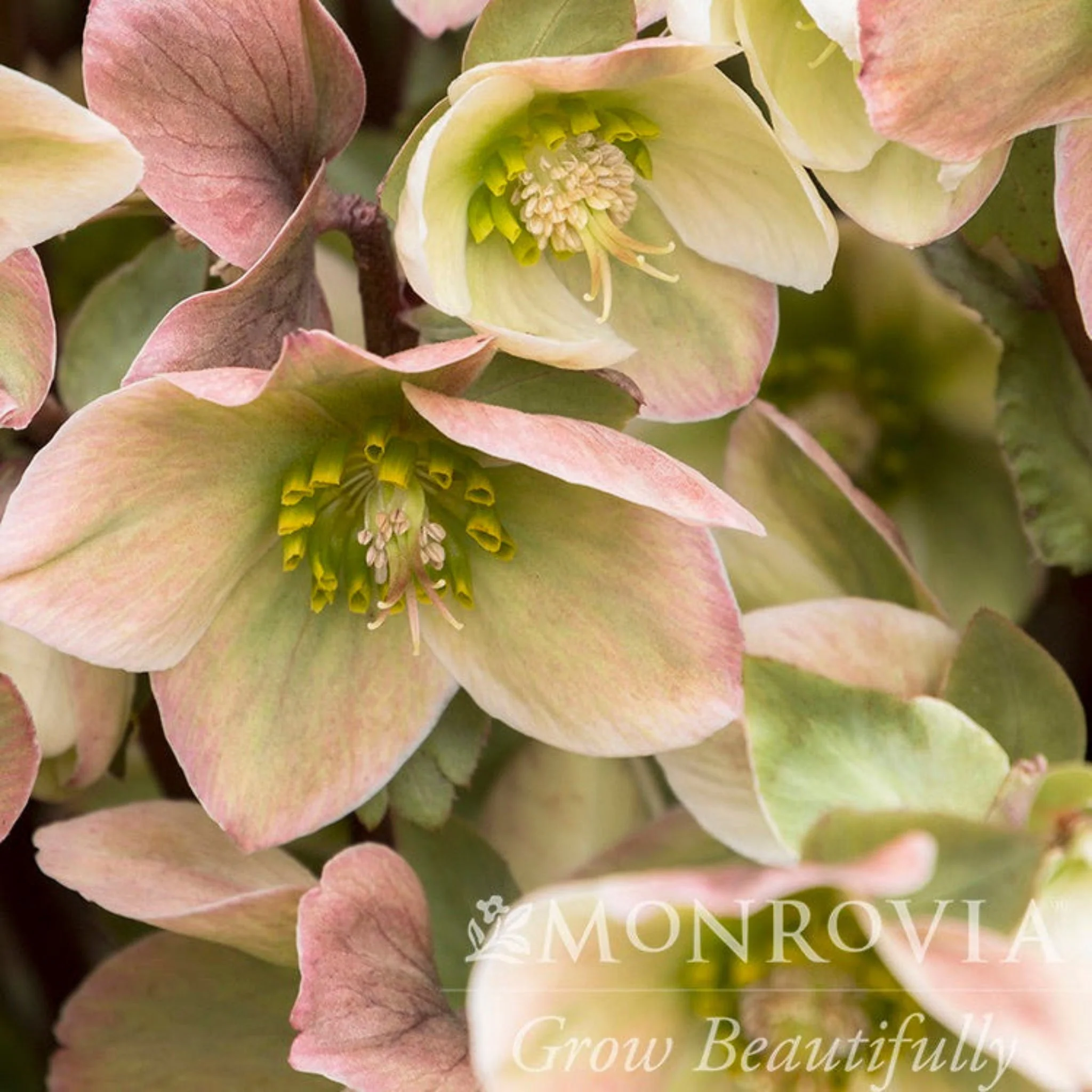 Ivory Prince Hellebore - Image 6
