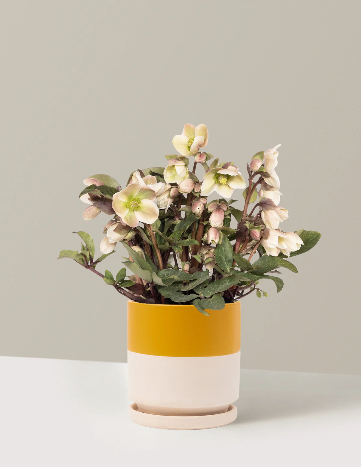 Ivory Prince Hellebore - Image 7