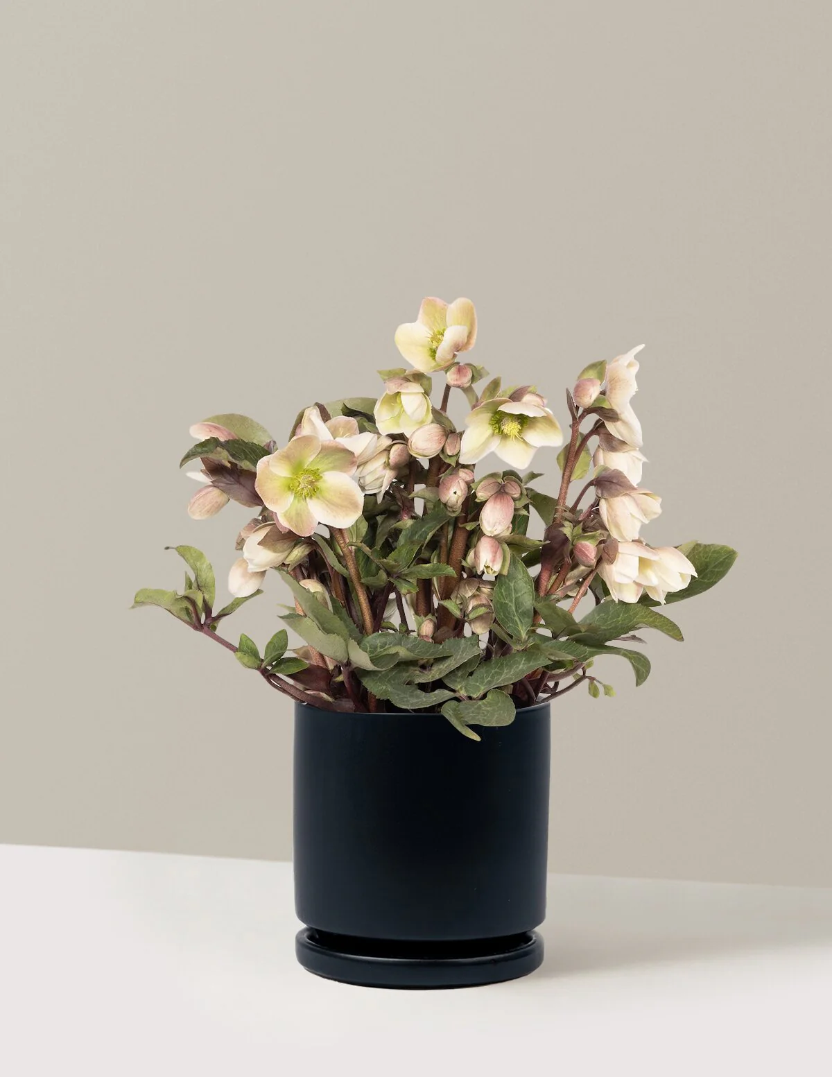 Ivory Prince Hellebore - Image 9