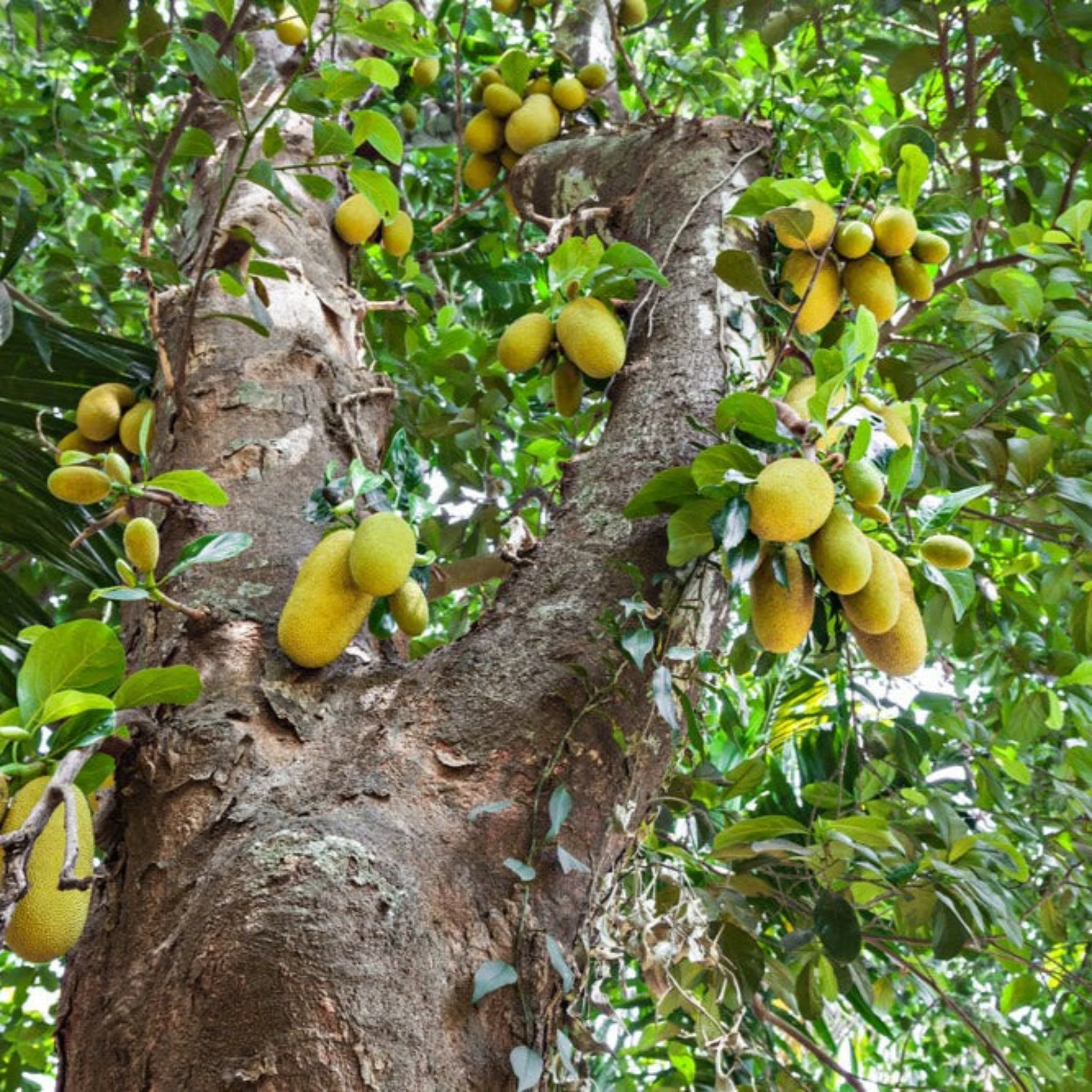 Jackfruit Tree - Image 6
