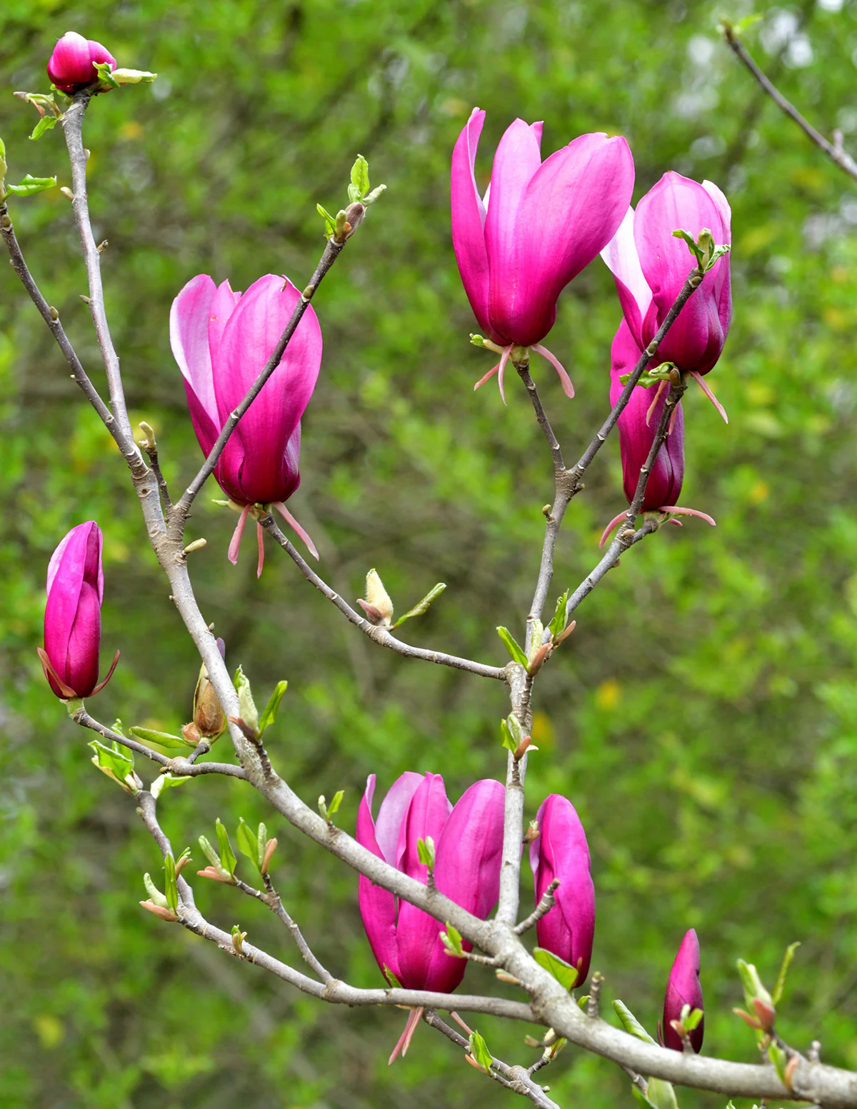 Jane Magnolia - Image 3