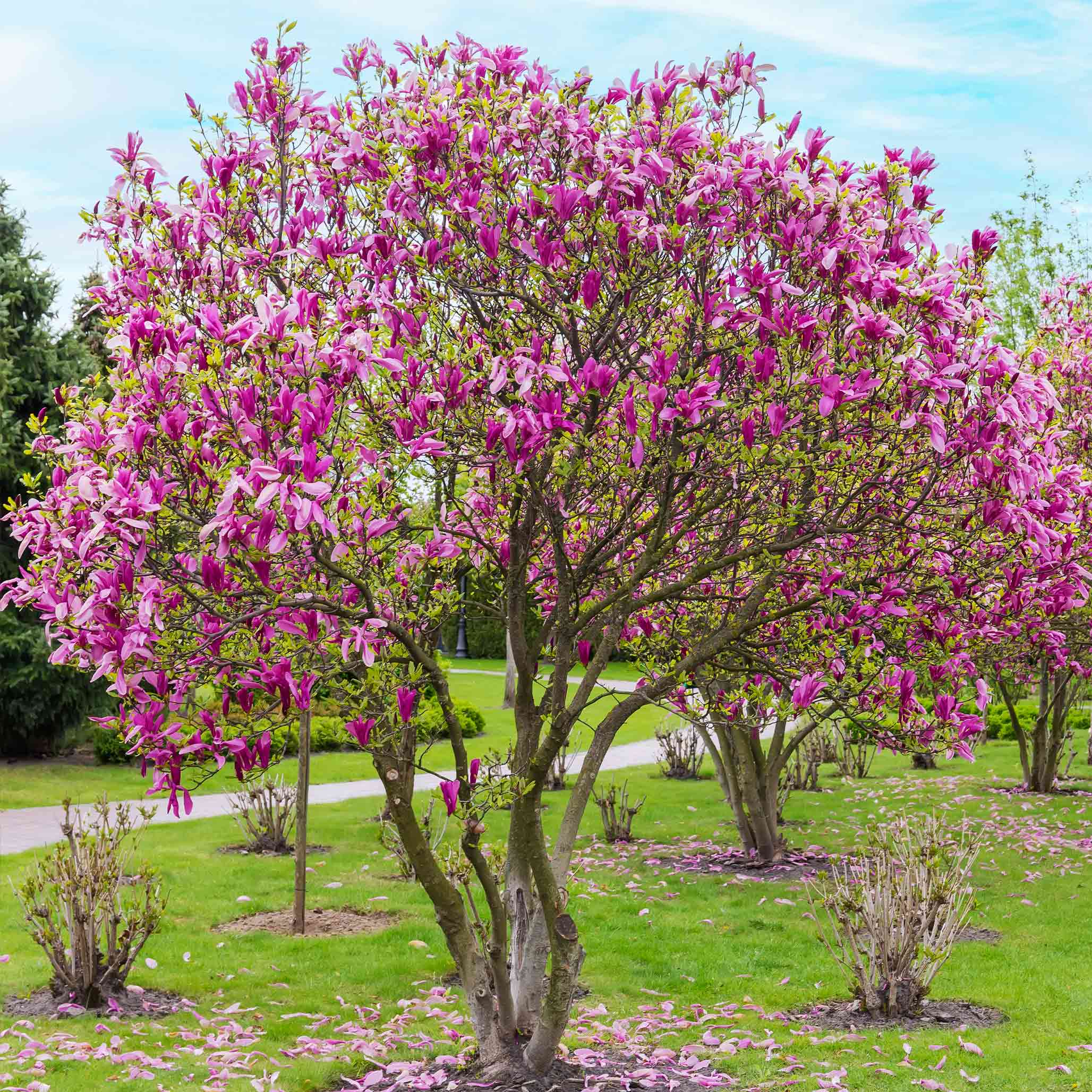 Jane Magnolia - Image 4