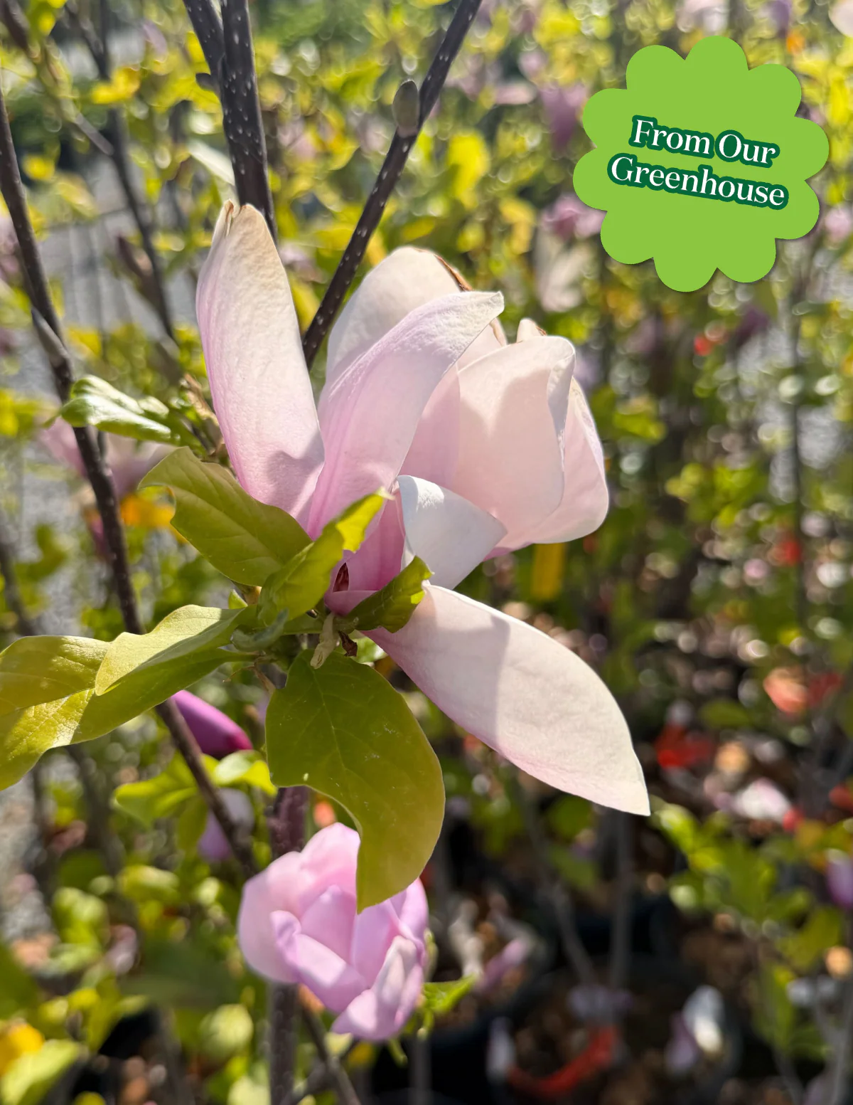 Jane Magnolia - Image 5