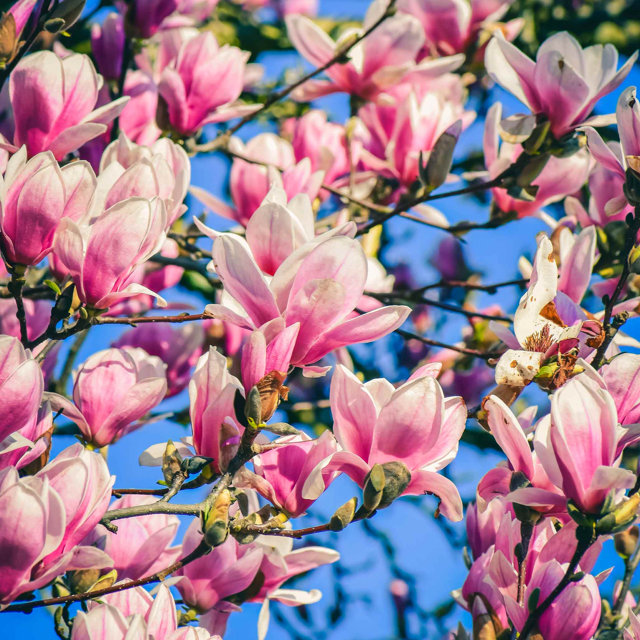 Jane Magnolia - Image 6
