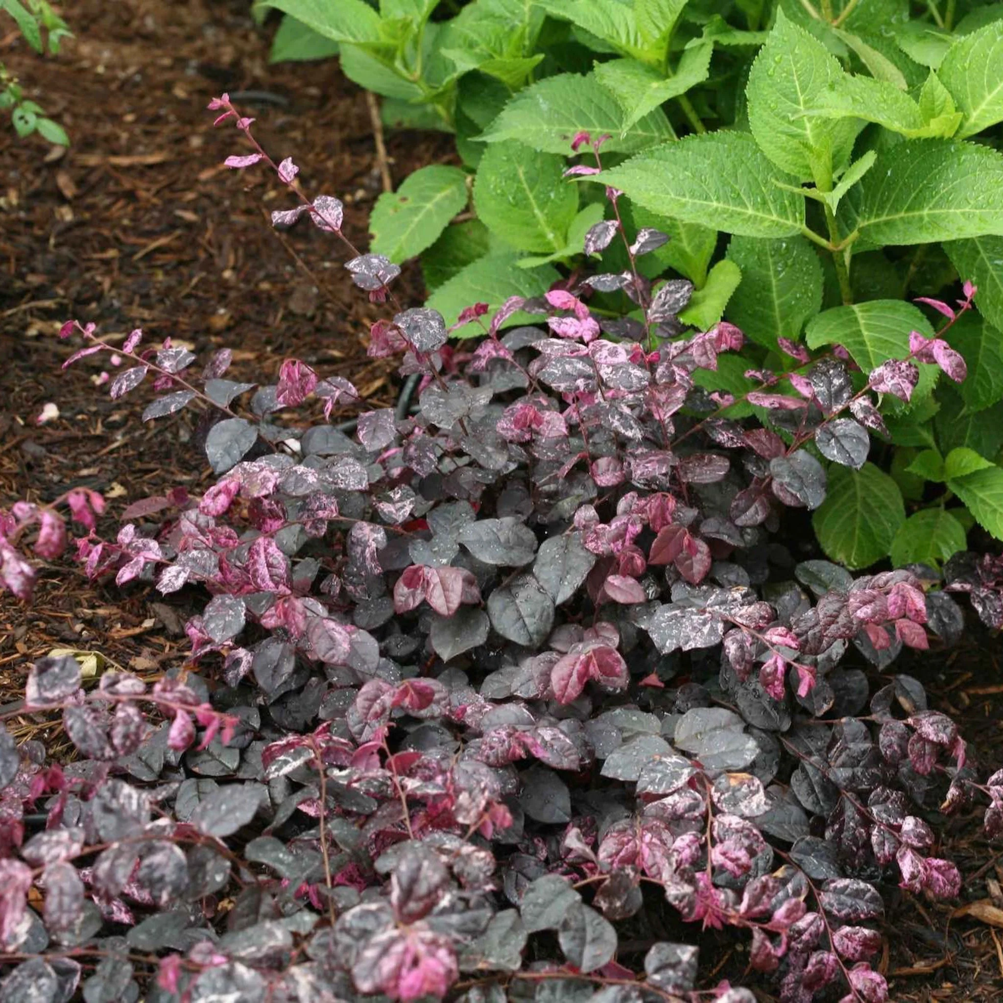 Jazz Hands Variegated® Loropetalum - Image 3