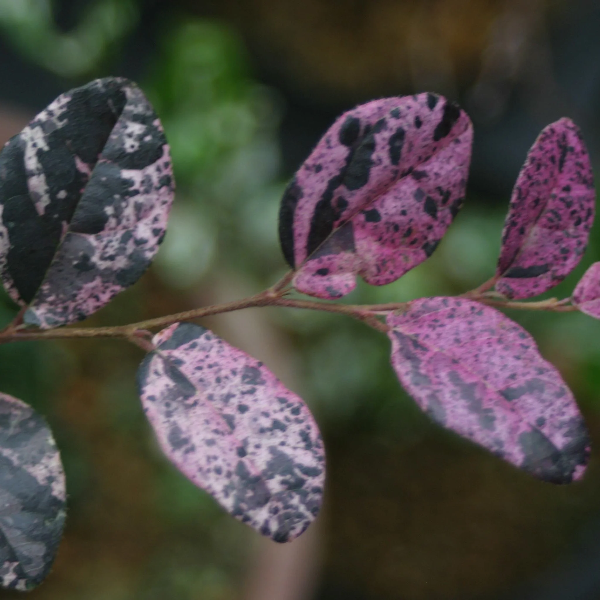 Jazz Hands Variegated® Loropetalum - Image 4