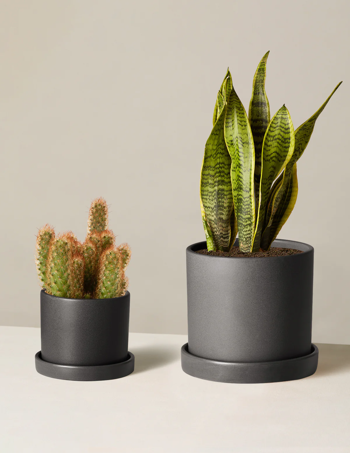 Jetsetter Duo - Image 3