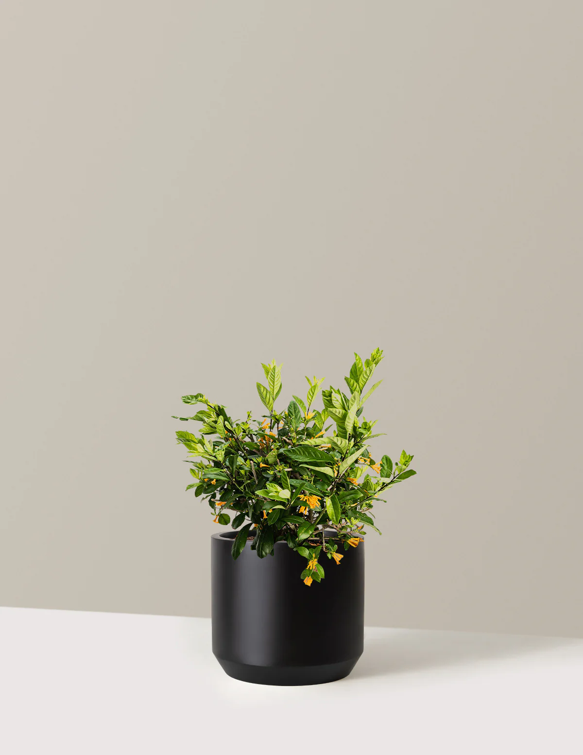 Juiced® Orange Jessamine - Image 11