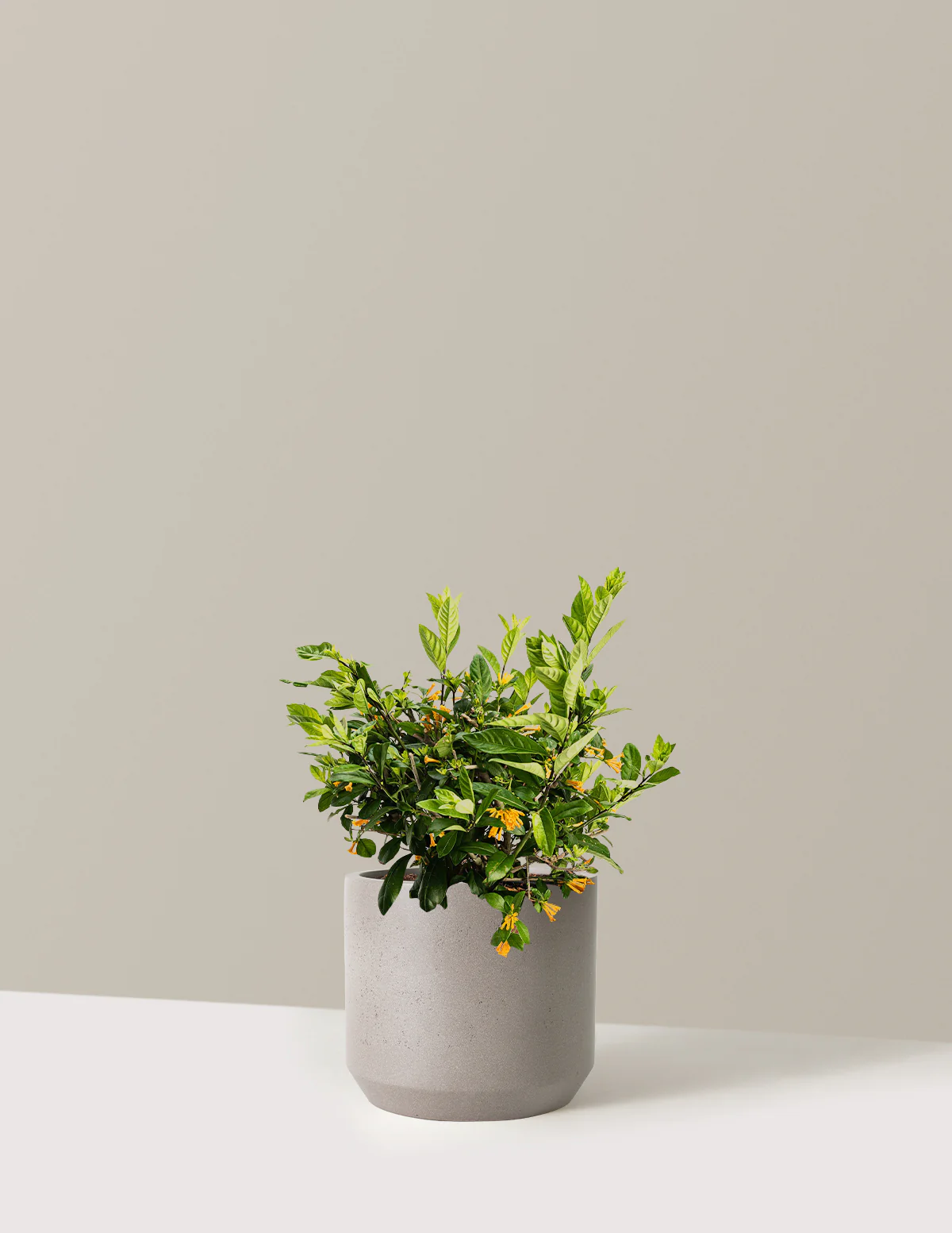 Juiced® Orange Jessamine - Image 12