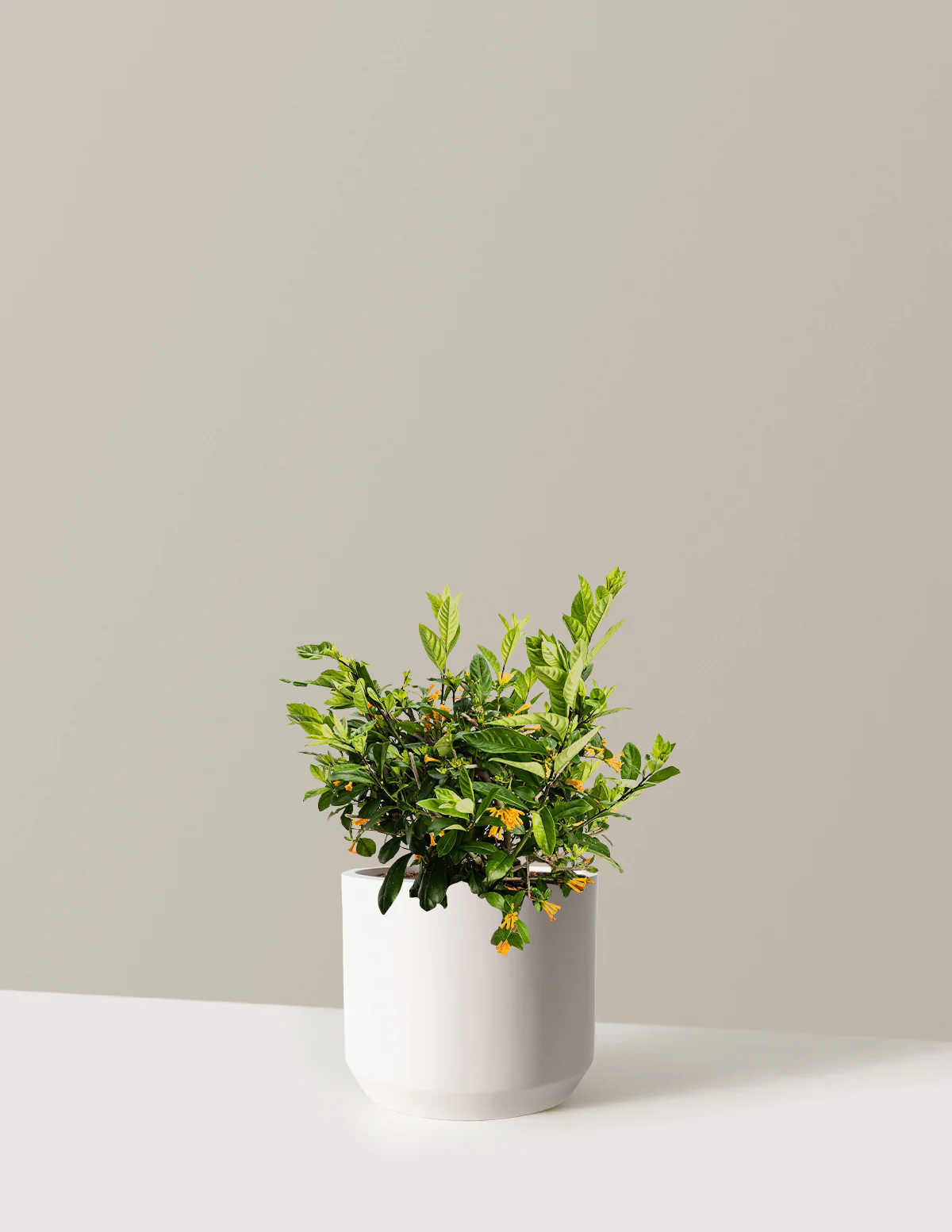Juiced® Orange Jessamine - Image 13