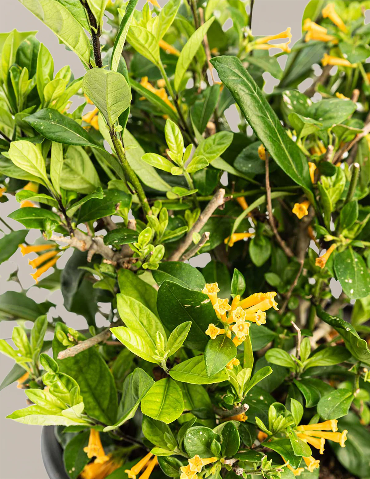 Juiced® Orange Jessamine - Image 3