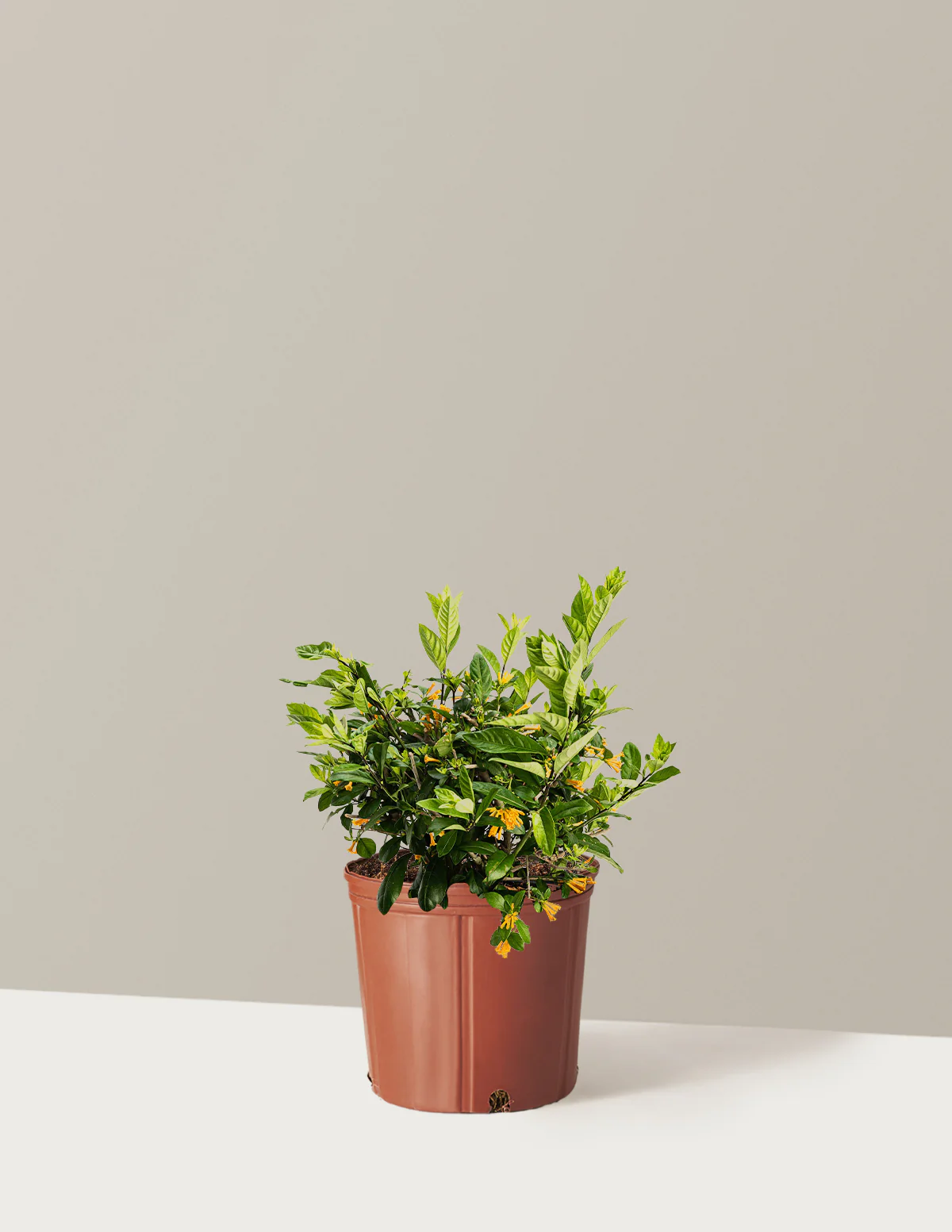 Juiced® Orange Jessamine - Image 4