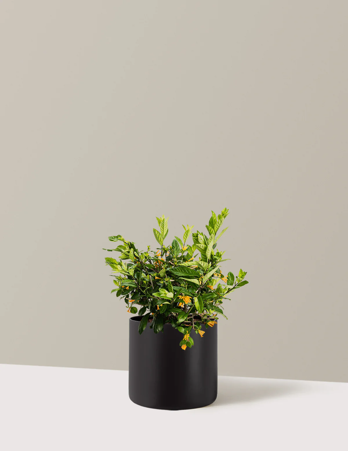 Juiced® Orange Jessamine - Image 5
