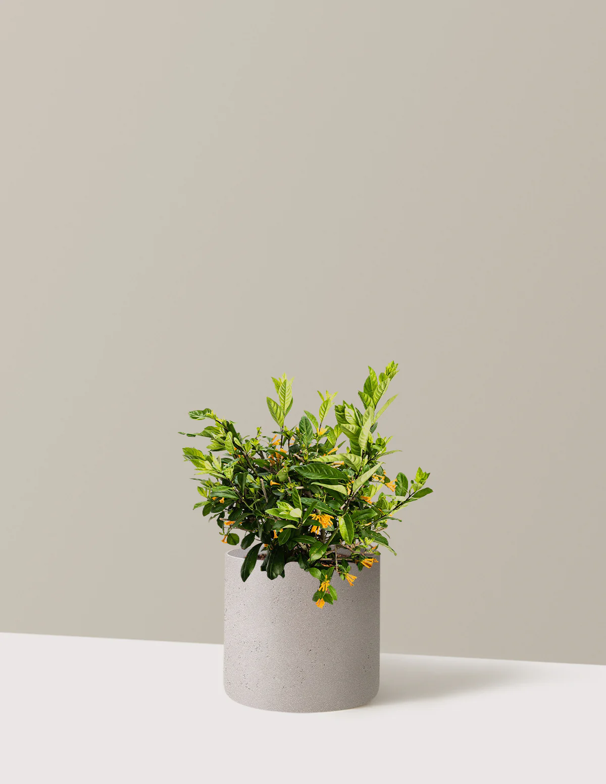 Juiced® Orange Jessamine - Image 6