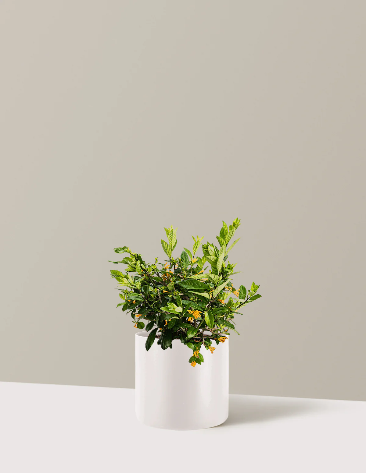 Juiced® Orange Jessamine - Image 7
