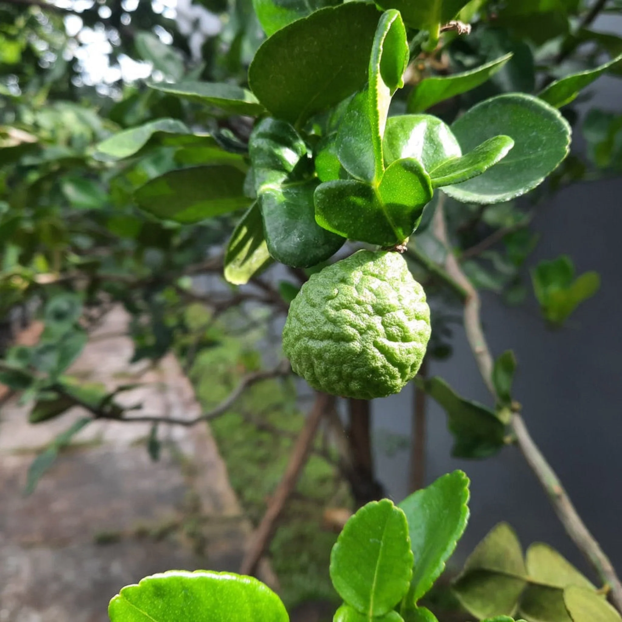 Kaffir Lime Tree - Image 3