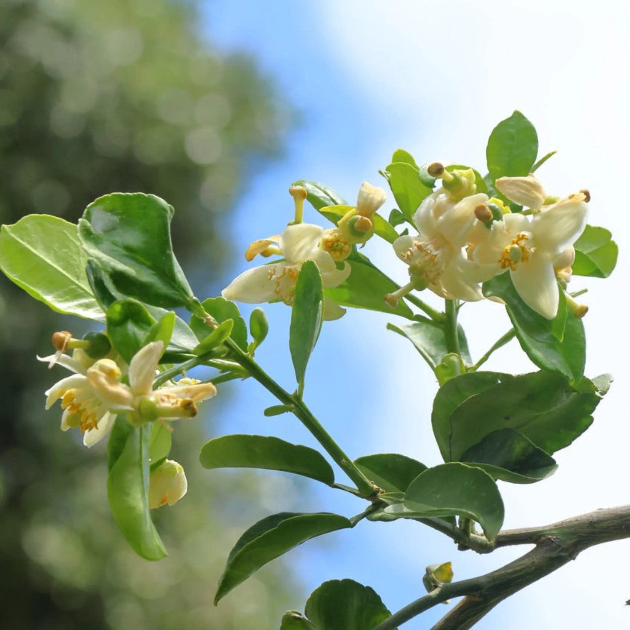 Kaffir Lime Tree - Image 4