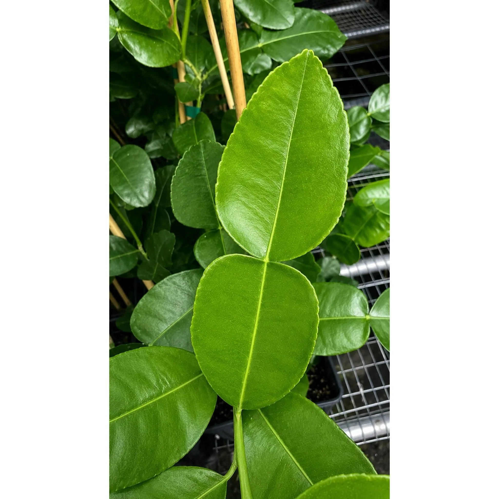 Kaffir Lime Tree - Image 5