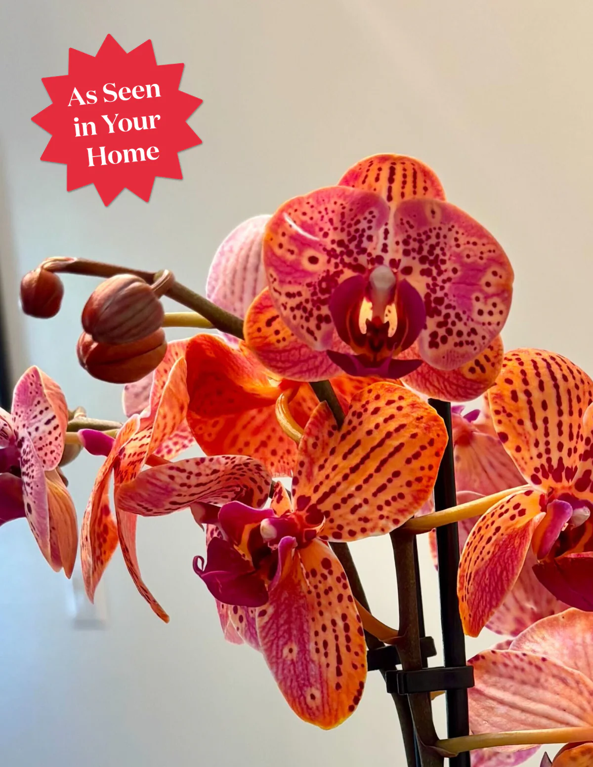 Electric Tangerine Kaleidoscope Orchid - Image 2