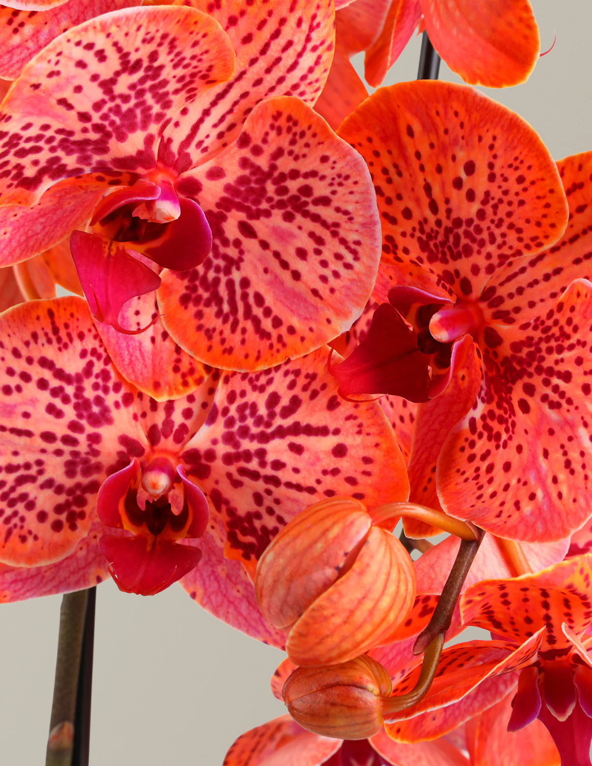 Electric Tangerine Kaleidoscope Orchid - Image 4