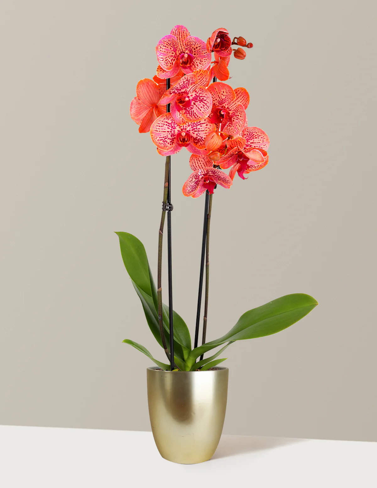 Electric Tangerine Kaleidoscope Orchid - Image 7
