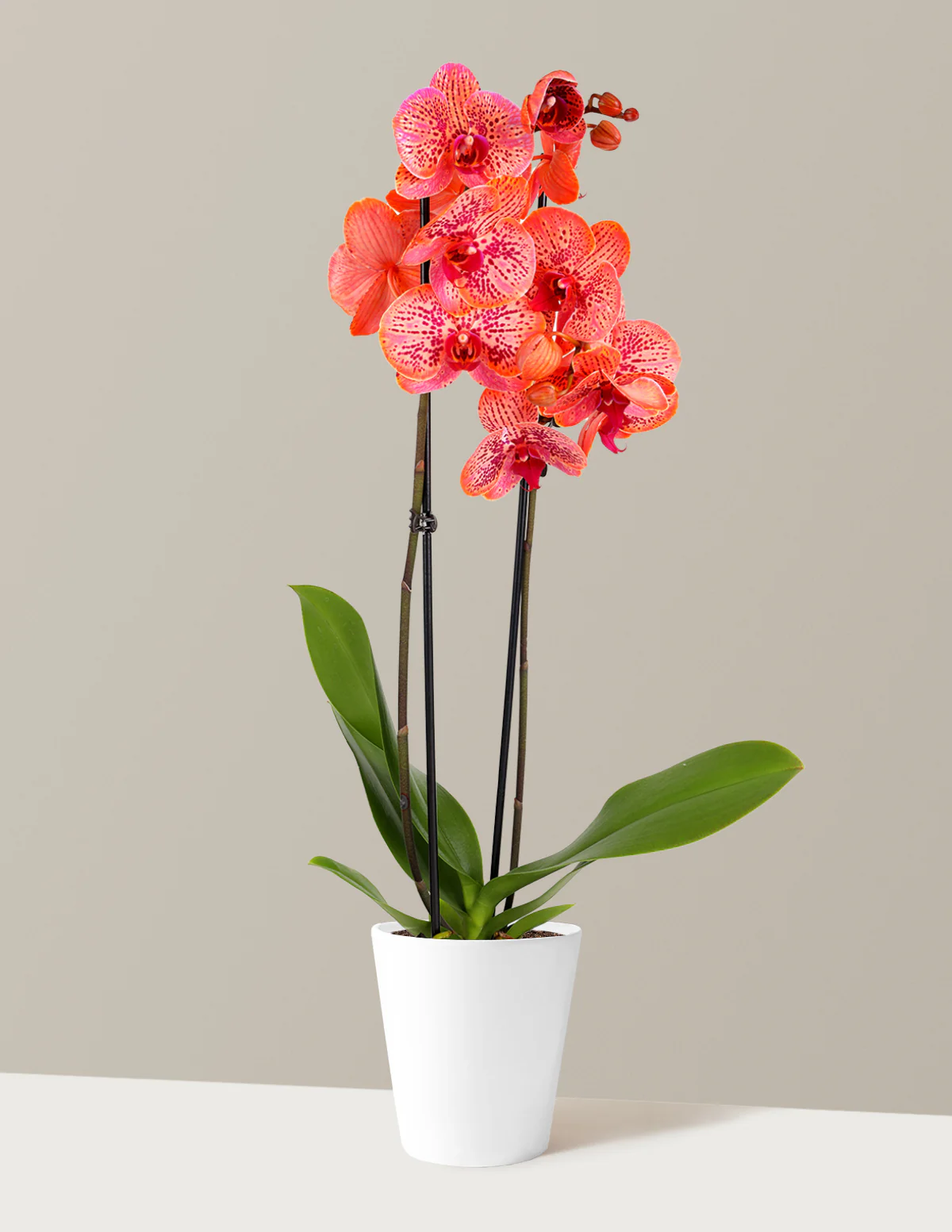 Electric Tangerine Kaleidoscope Orchid - Image 8